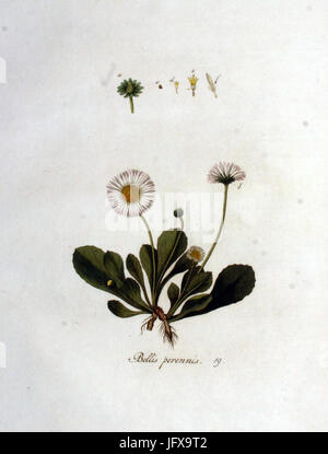 Bellis perennis Flora Batava volume v1 Foto Stock