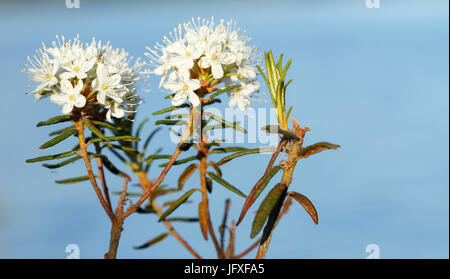 Il Labrador tea, Rhododendron tomentosum, in Kurjenrahka parco nazionale in Finlandia. Foto Stock