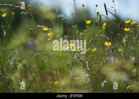 Fiori ed erba illuminata da un caldo sole su un prato estivo, astratti sfondi naturali per il design. Prato renoncules giallo Foto Stock