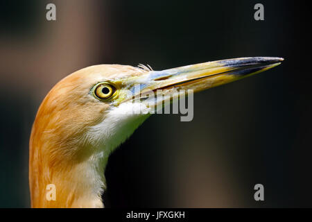 Iavan pond heron bird in vista di profilo Foto Stock