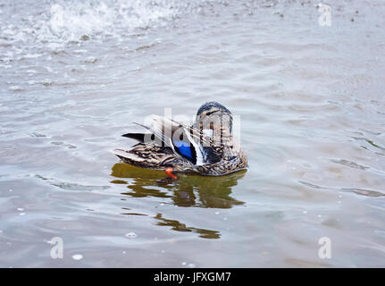 Femmina grigia Mallard Duck con ala blu Pulisce le sue piume in città stagno Foto Stock