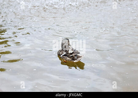 Femmina grigia Mallard duck in città stagno in primavera, vista posteriore Foto Stock