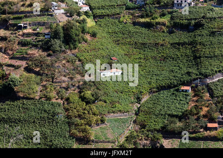 Agricoltura e paesaggi dell'isola di Madeira. Vista la terrazzato e terreni coltivati Foto Stock