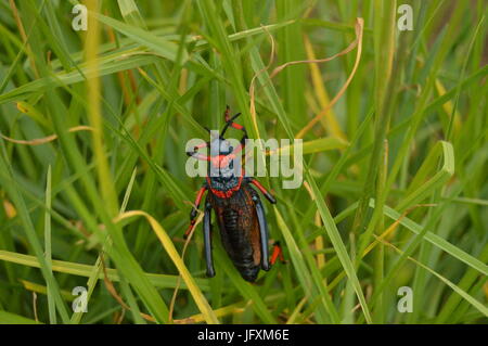 Grasshopper in bushmans nek Foto Stock