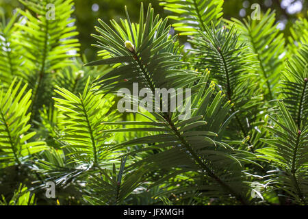 Wollemi Pine Fossil, Wollemia nobilis conifer Tree Needles Foto Stock