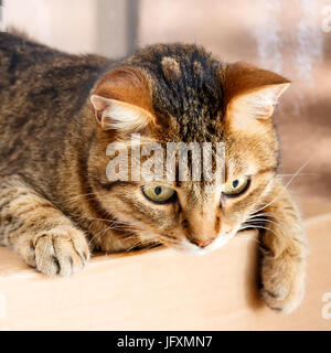 Un grigio tabby cat Foto Stock