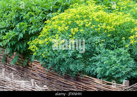 Ruta Graveolens in giardino di erbe con letto rialzato in vimini coltivano erbe da giardino Foto Stock