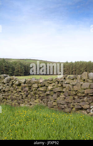 Campagna dello Yorkshire Foto Stock