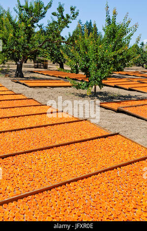 Le albicocche di appassimento sui graticci in Orchard Foto Stock