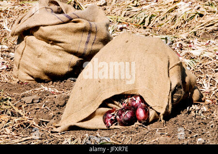 Raccolte le cipolle rosse in sacchi di tela Foto Stock