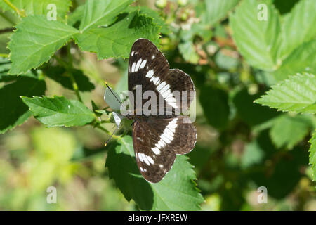 White admiral butterfly (Limenitis camilla) Foto Stock