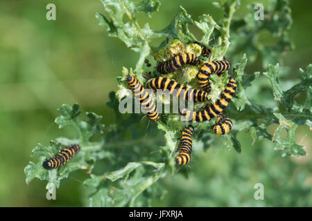 Caterpillar a strisce di tarme cinabro (Tyria jacobaeae) che si nutrono di ragwort (Jacobaea vulgaris), Regno Unito Foto Stock