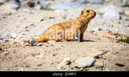 L'Himalayan marmotta nelle highlands del Kashmir in India Foto Stock