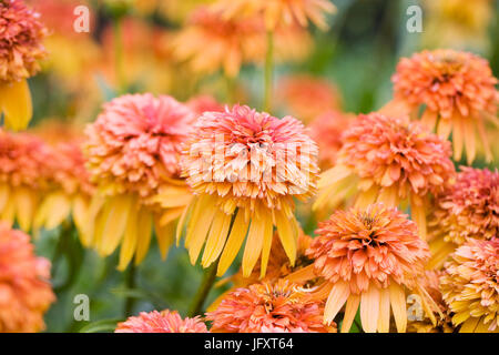 Echinacea "marmellata". Foto Stock