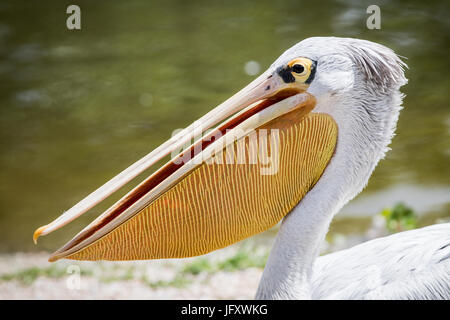 Magia della natura Foto Stock