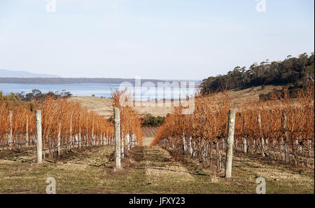 Angolo diavoli vigneto in Tasmania, vigne e balle di fieno in primo piano con viste a Sherbourne Bay Foto Stock