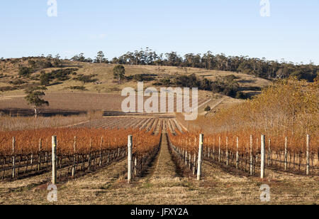 Angolo diavoli vigneto in Tasmania, vigne e balle di fieno in primo piano con viste a Sherbourne Bay Foto Stock