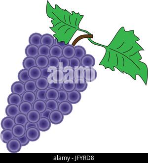 Grande grappolo di uva isolati su sfondo bianco. Illustrazione Vettoriale