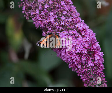 Piccola Tartaruga alimentazione a farfalla sul fiore di Buddleja bush Foto Stock