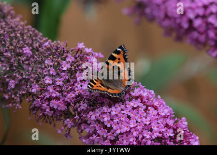 Piccola Tartaruga alimentazione a farfalla sul fiore di Buddleja bush Foto Stock