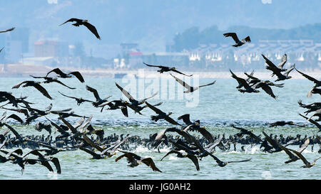 Fuzhou. 6 febbraio, 2017. Cormorani sono visto volare a Fuzhou di sud-est della Cina di provincia del Fujian, 6 febbraio 2017. Una elevata velocità di collegamento ferroviario di Hefei della Cina dell'est della provincia di Anhui e Fuzhou di sud-est della Cina di provincia del Fujian non solo hanno beneficiato di trasporto regionale, ma ha anche contribuito per il bird watching europee per godersi la diversità ecologica di uccelli lungo la linea. Credito: Mei Yongcun/Xinhua/Alamy Live News Foto Stock