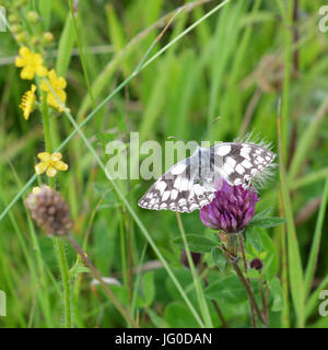 Reigate, Regno Unito. 03 Luglio, 2017. Regno Unito Meteo: Farfalle sui Colley Hill, Surrey. Un Melanargia galathea Bianco Marmo Butterfly si nutre di fiori di trifoglio in un prato sulle pendici del North Downs a Colley Hill, Surrey. Lunedì 3 luglio 2017. Foto: Credito: Lindsay Constable/Alamy Live News Foto Stock