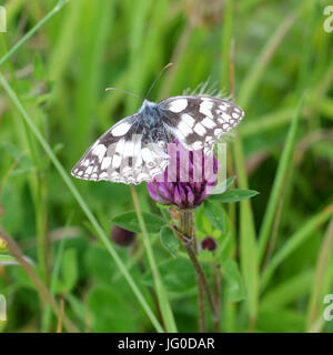 Reigate, Regno Unito. 03 Luglio, 2017. Regno Unito Meteo: Farfalle sui Colley Hill, Surrey. Un Melanargia galathea Bianco Marmo Butterfly si nutre di fiori di trifoglio in un prato sulle pendici del North Downs a Colley Hill, Surrey. Lunedì 3 luglio 2017. Foto: Credito: Lindsay Constable/Alamy Live News Foto Stock