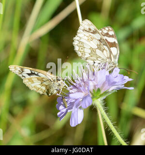 Reigate, Regno Unito. 03 Luglio, 2017. Regno Unito Meteo: Farfalle sui Colley Hill, Surrey. Due Melanargia galathea in marmo bianco di alimentazione delle farfalle sul campo Scabious fiori in un prato sulle pendici del North Downs a Colley Hill, Surrey. Lunedì 3 luglio 2017. Foto: Credito: Lindsay Constable/Alamy Live News Foto Stock