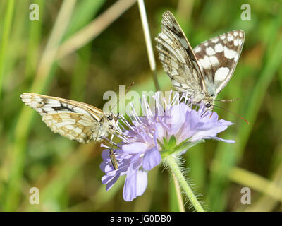 Reigate, Regno Unito. 03 Luglio, 2017. Regno Unito Meteo: Farfalle sui Colley Hill, Surrey. Due Melanargia galathea in marmo bianco di alimentazione delle farfalle sul campo Scabious fiori in un prato sulle pendici del North Downs a Colley Hill, Surrey. Lunedì 3 luglio 2017. Foto: Credito: Lindsay Constable/Alamy Live News Foto Stock