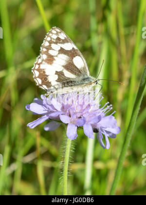 Reigate, Regno Unito. 03 Luglio, 2017. Regno Unito Meteo: Farfalle sui Colley Hill, Surrey. Un Melanargia galathea in marmo bianco feed di farfalla sul campo Scabious fiori in un prato sulle pendici del North Downs a Colley Hill, Surrey. Lunedì 3 luglio 2017. Foto: Credito: Lindsay Constable/Alamy Live News Foto Stock