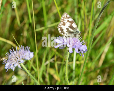 Reigate, Regno Unito. 03 Luglio, 2017. Regno Unito Meteo: Farfalle sui Colley Hill, Surrey. Un Melanargia galathea in marmo bianco feed di farfalla sul campo Scabious fiori in un prato sulle pendici del North Downs a Colley Hill, Surrey. Lunedì 3 luglio 2017. Foto: Credito: Lindsay Constable/Alamy Live News Foto Stock