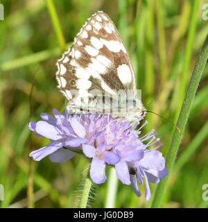 Reigate, Regno Unito. 03 Luglio, 2017. Regno Unito Meteo: Farfalle sui Colley Hill, Surrey. Un Melanargia galathea in marmo bianco feed di farfalla sul campo Scabious fiori in un prato sulle pendici del North Downs a Colley Hill, Surrey. Lunedì 3 luglio 2017. Foto: Credito: Lindsay Constable/Alamy Live News Foto Stock