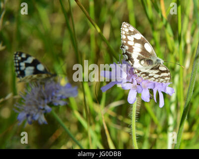 Reigate, Regno Unito. 03 Luglio, 2017. Regno Unito Meteo: Farfalle sui Colley Hill, Surrey. Due Melanargia galathea in marmo bianco di alimentazione delle farfalle sul campo Scabious fiori in un prato sulle pendici del North Downs a Colley Hill, Surrey. Lunedì 3 luglio 2017. Foto: Credito: Lindsay Constable/Alamy Live News Foto Stock