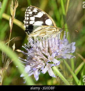 Reigate, Regno Unito. 03 Luglio, 2017. Regno Unito Meteo: Farfalle sui Colley Hill, Surrey. Un Melanargia galathea in marmo bianco feed di farfalla sul campo Scabious fiori in un prato sulle pendici del North Downs a Colley Hill, Surrey. Lunedì 3 luglio 2017. Foto: Credito: Lindsay Constable/Alamy Live News Foto Stock