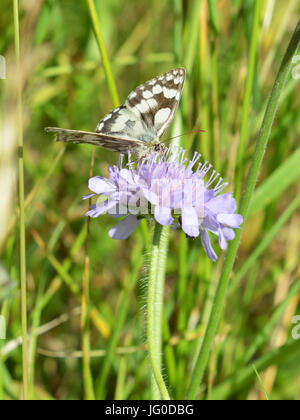 Reigate, Regno Unito. 03 Luglio, 2017. Regno Unito Meteo: Farfalle sui Colley Hill, Surrey. Un Melanargia galathea in marmo bianco feed di farfalla sul campo Scabious fiori in un prato sulle pendici del North Downs a Colley Hill, Surrey. Lunedì 3 luglio 2017. Foto: Credito: Lindsay Constable/Alamy Live News Foto Stock