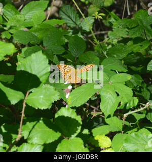 Reigate, Regno Unito. 03 Luglio, 2017. Regno Unito Meteo: Farfalle sui Colley Hill, Surrey. Un argento lavato Fritillary farfalla Argynnis paphia poggia su un rovo fiore in una soleggiata radura nel bosco a North Downs a Colley Hill, Surrey. Lunedì 3 luglio 2017. Foto: Credito: Lindsay Constable/Alamy Live News Foto Stock