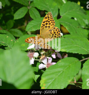 Reigate, Regno Unito. 03 Luglio, 2017. Regno Unito Meteo: Farfalle sui Colley Hill, Surrey. Un argento lavato Fritillary farfalla Argynnis paphia poggia su un rovo fiore in una soleggiata radura nel bosco a North Downs a Colley Hill, Surrey. Lunedì 3 luglio 2017. Foto: Credito: Lindsay Constable/Alamy Live News Foto Stock