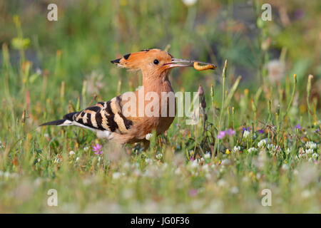 Eurasian Upupa (Upupa epops) alimentazione su pascoli nel nord della Grecia in primavera Foto Stock