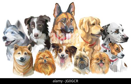 Set di vettore colorati ritratti di razze di cani (siberian husky, border-collie; pastore tedesco; Shiba Inu; golden retriever; Dalmazia, Jack Russel te Illustrazione Vettoriale
