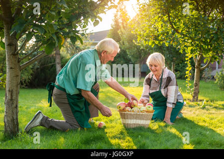 Giardinieri Senior giovane, mela paniere. Foto Stock