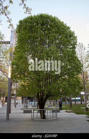 Callery superstite pear tree presso il National September 11th memoriale world trade center di New York City STATI UNITI D'AMERICA Foto Stock