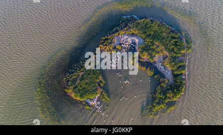 Dalmazia pellicani (Pelecanus crispus) nel Delta del Danubio. Vista aerea con drone. Isola Ceaplace, Romania Foto Stock