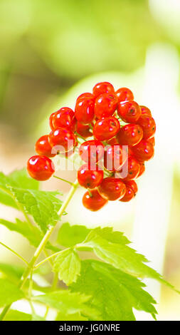 Bacche di colore rosso su uno sfondo di colore verde e bianco Foto Stock