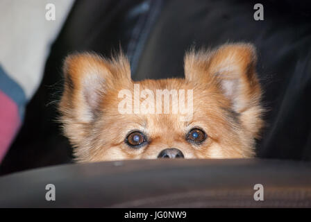 Cane di Pomerania sbirciare fotocamera con grandi occhi Foto Stock