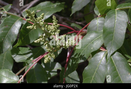 Rhus copallinum - sommacco alato Foto Stock