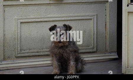 En onu hogar n.a. mascota complementa nuestras vidas, los Schnauzers figlio perritos que cuidan sin temor la casa. Foto Stock