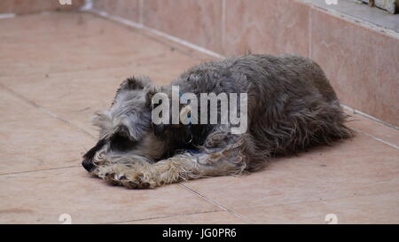 En onu hogar n.a. mascota complementa nuestras vidas, los Schnauzers figlio perritos que cuidan sin temor la casa. Foto Stock