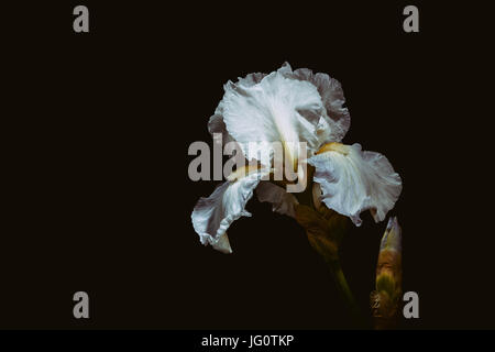 Glorioso bianco Iris barbuto in piena fioritura. Foto Stock