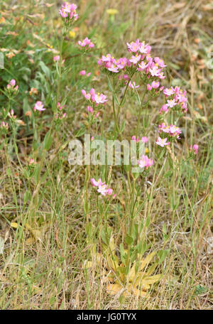 Fiori di comune centaury (Centaurium erythraea). Bedgebury Forest, Kent, Regno Unito. Foto Stock