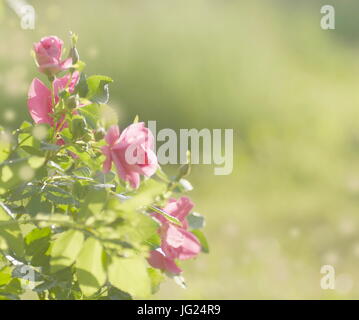 Delicate rose rosa illuminata da un caldo sole estivo contro un bel verde bokeh, sfondo astratto, mosk fino alla vostra progettazione. Foto Stock